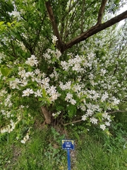 Exochorda