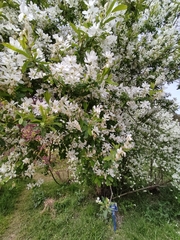Exochorda