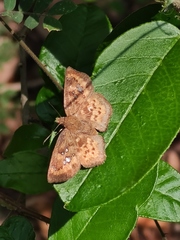 Polyctor