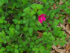 Pavonia lasiopetala