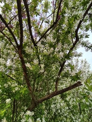 Exochorda