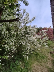 Exochorda