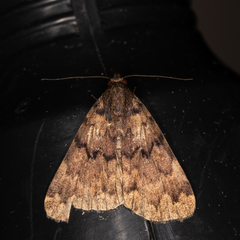 Mormoscopa phricozona