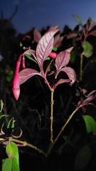 Fuchsia triphylla