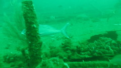 Chirodactylus grandis