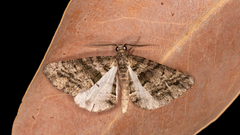 Lipogya eutheta