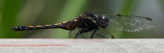 Orthetrum glaucum