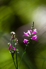 Physostegia purpurea