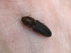 Limonius auripilis