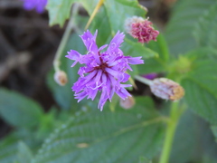 Vernonia greggii