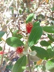 Feijoa