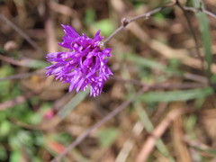 Vernonia greggii