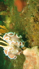 Leminda millecra