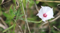 Convolvulus equitans