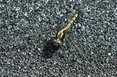 Orthetrum glaucum