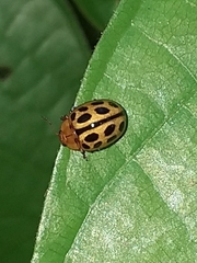 Plagiodera ornata