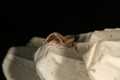 Chrysodeixis subsidens