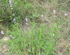 Salvia farinacea