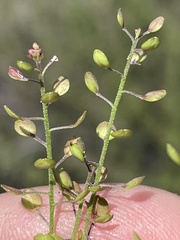 Lepidium virginicum menziesii