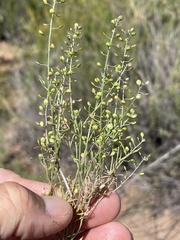 Lepidium virginicum menziesii
