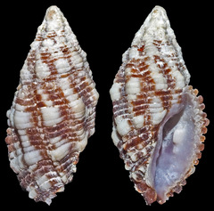 Morula biconica