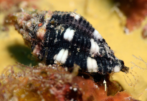 Morula biconica observed 2016-08-21