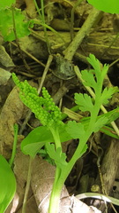 Botrychium matricariifolium