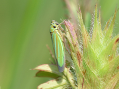 Chlorogonalia