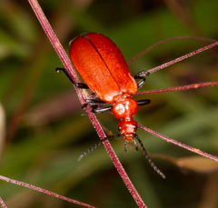 Pyrochroa serraticornis