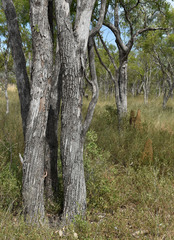 Eucalyptus microneura