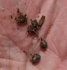 Eucalyptus microneura