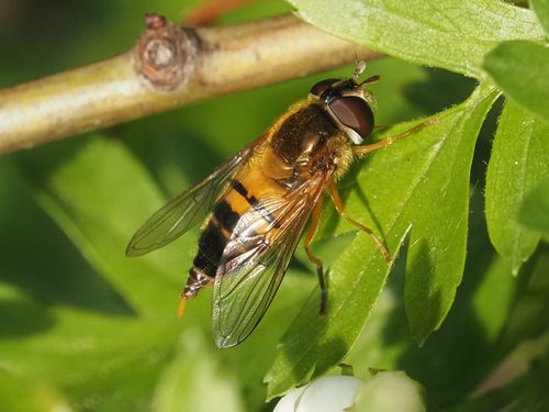 Epistrophe eligans nuotrauka