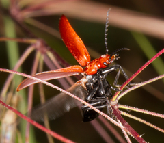 Pyrochroa serraticornis