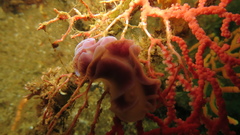 Leminda millecra