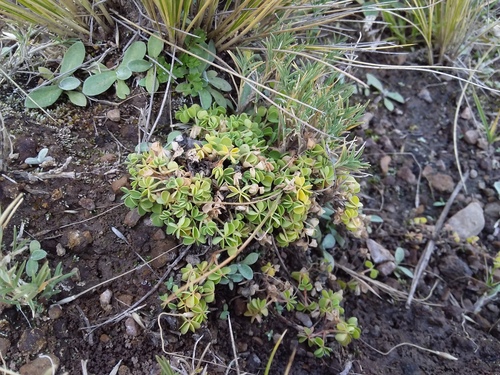 Oxalis bisfracta (Oxalis bisfracta)