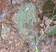 Usnea trichodea