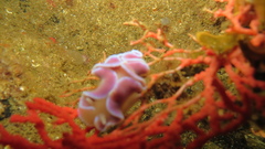 Leminda millecra