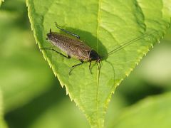 Ectobius erythronotus