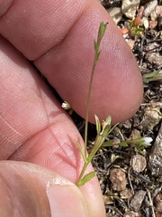 Githopsis diffusa filicaulis