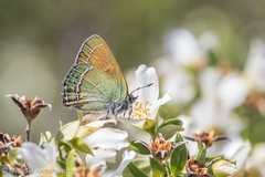 Callophrys mcfarlandi