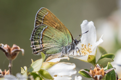 Callophrys mcfarlandi