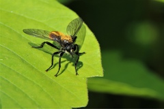 Laphria sericea