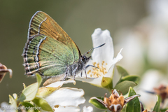 Callophrys mcfarlandi
