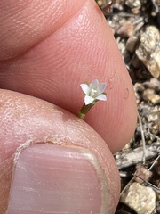 Githopsis diffusa filicaulis