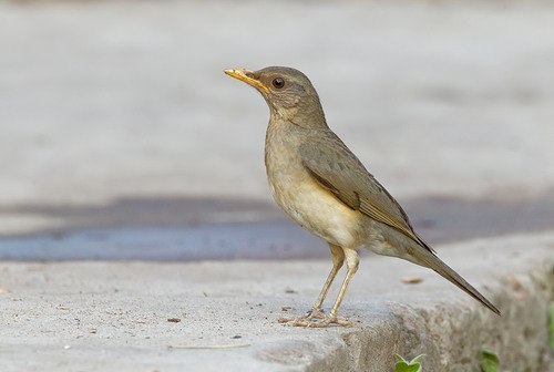 African Thrush