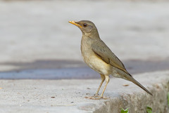 Turdus pelios