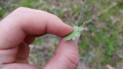 Puccinia caricina
