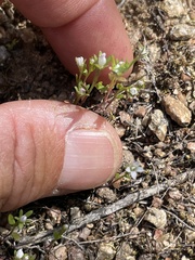 Githopsis diffusa filicaulis