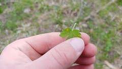 Puccinia caricina