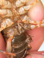 Cambarus fasciatus